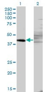 Monoclonal Anti-ZNF193 antibody produced in