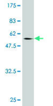 Monoclonal Anti-NCOA5 antibody produced in