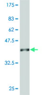 ANTI-SYN1 antibody produced in mouse