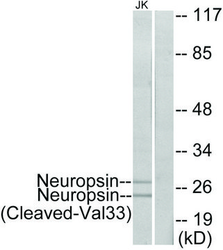 Anti-Neuropsin (Cleaved-Val³³), N-Terminal antibody produced