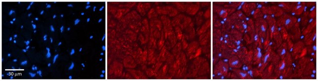 Anti-ZFP36L1 antibody produced in rabbit