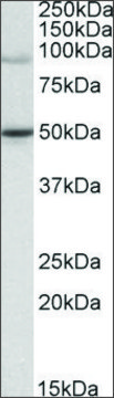Anti-WRNIP1 (C-terminal) antibody produced in