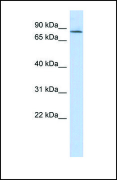 Anti-APBB2 antibody produced in rabbit
