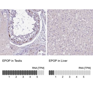 Anti-EPOP antibody produced in rabbit