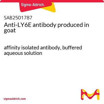Anti-LY6E antibody produced in goat