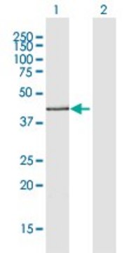 Anti-ADIPOR2 antibody produced in rabbit
