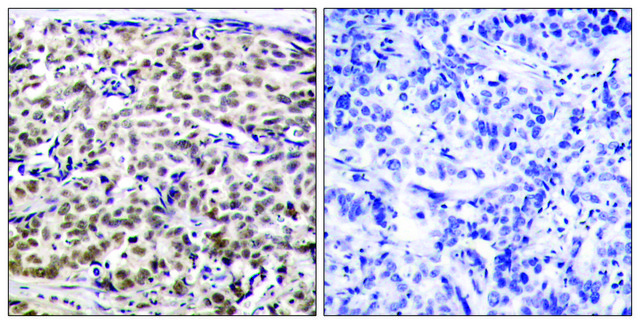 Anti-CREB antibody produced in rabbit