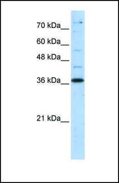 Anti-GAPDH antibody produced in rabbit