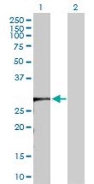 Anti-KCTD4 antibody produced in rabbit