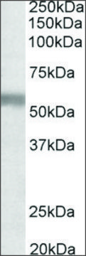 Anti-NPR3 (C-terminal) antibody produced in
