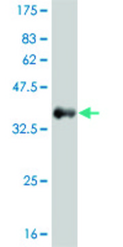 ANTI-FGFR1 antibody produced in mouse