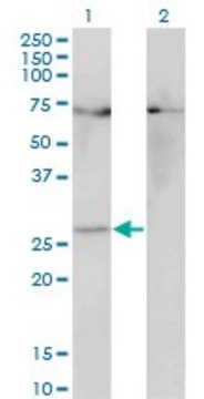 ANTI-HOXB7 antibody produced in mouse