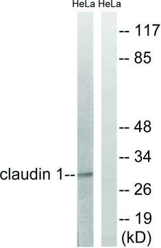 Anti-Claudin 1 antibody produced in
