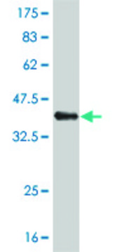 ANTI-IRF5 antibody produced in mouse