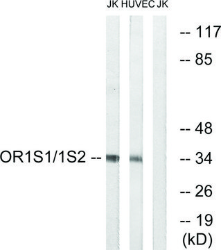 Anti-OR1S1 antibody produced in rabbit