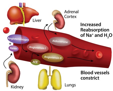 Angiotensin Converting Enzyme-2, ACE2