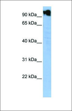 Anti-ZFY antibody produced in rabbit