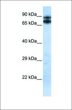 Anti-LIMA1 antibody produced in rabbit
