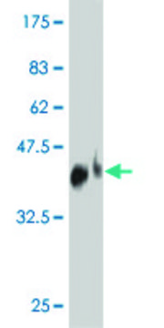 Monoclonal Anti-TNFRSF19L antibody produced in