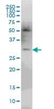 Monoclonal Anti-pp9099 antibody produced in