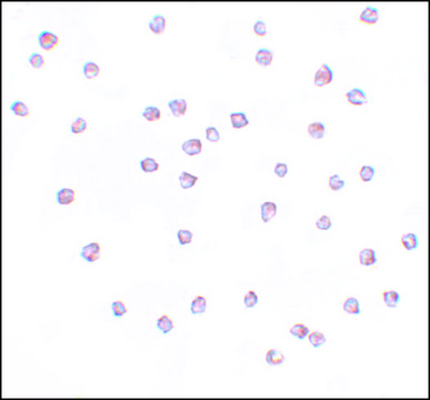 Anti-FREM2 antibody produced in rabbit