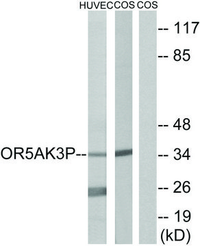 Anti-OR5AK3P, C-Terminal antibody produced in