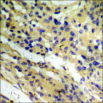 Anti-phospho-CD136/RON (pSer¹³??) antibody produced in