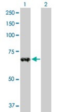 Anti-ZNF37A antibody produced in rabbit