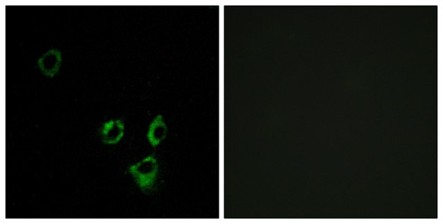Anti-OR2T5 antibody produced in rabbit