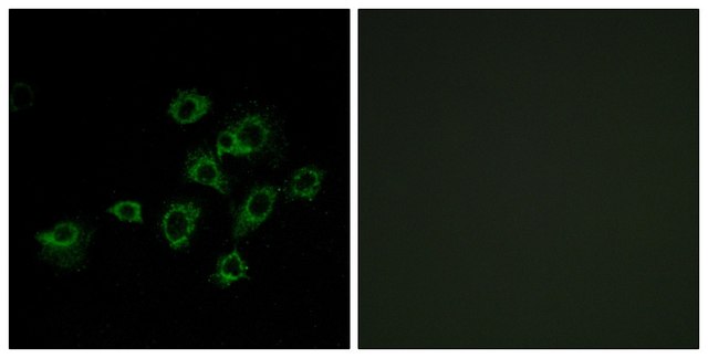 Anti-LILRA1 antibody produced in rabbit