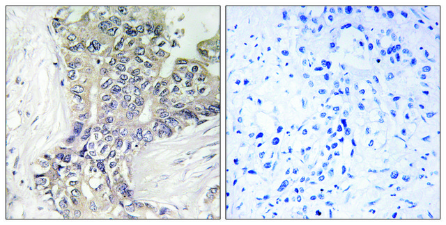 Anti-B3GALTL antibody produced in rabbit