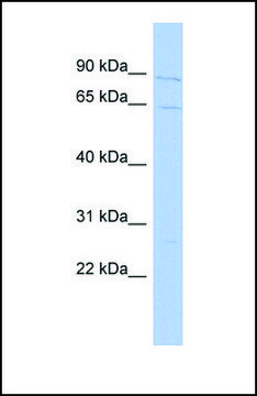 Anti-VGF antibody produced in rabbit