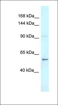 Anti-AFF3 antibody produced in rabbit