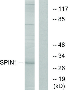 Anti-SPIN1 antibody produced in rabbit