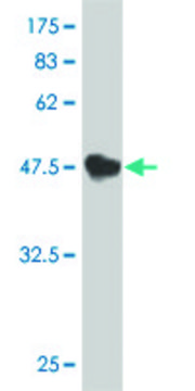 Monoclonal Anti-TNFSF13 antibody produced in