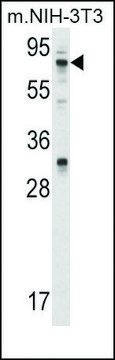 Anti-PPP2R1A (N-term) antibody produced in