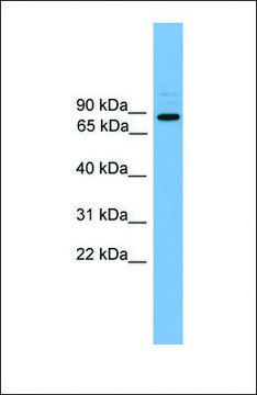 Anti-ARHGEF19 antibody produced in rabbit
