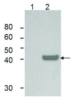 Monoclonal Anti-IDO1 antibody produced in