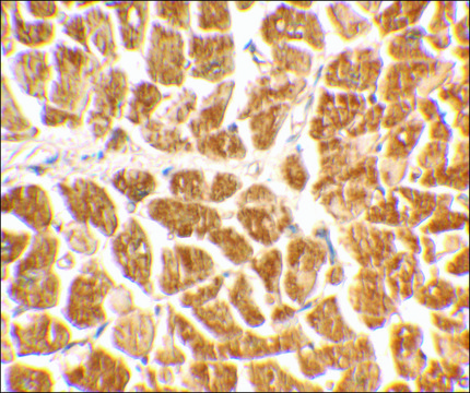 Anti-CX3CR1 antibody produced in rabbit