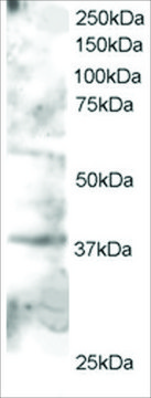 Anti-GRAP2/GRID/ GRF40 antibody produced in
