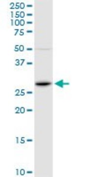 Anti-FOSL1 antibody produced in rabbit