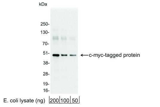 Rabbit anti-c-myc Antibody, Affinity Purified