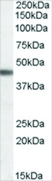 Anti-ADRB3 antibody produced in goat