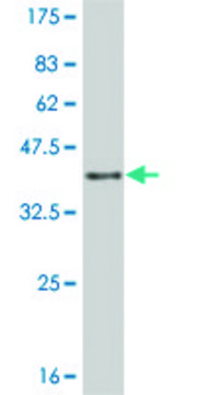 Monoclonal Anti-JAG2 antibody produced in
