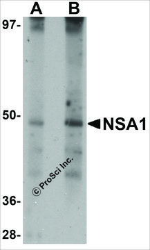 Anti-NSA1 antibody produced in rabbit