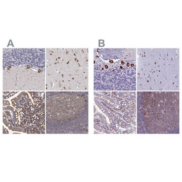 Anti-EEF1G antibody produced in rabbit