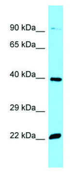Anti-OR51E2 (C-terminal) antibody produced in