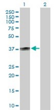 Anti-CD1B antibody produced in rabbit