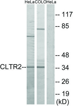 Anti-CLTR2 antibody produced in rabbit