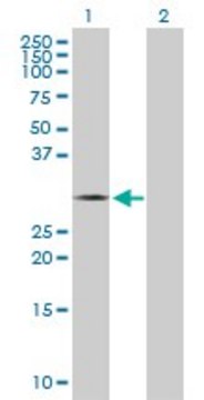 Anti-THTPA antibody produced in rabbit